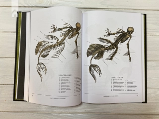 Воскреситель: Анатомія фантастичних істот - фото 4 Воскреситель: Анатомія фантастичних істот - фото 4