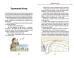 Тільда Яблучне Зернятко. Книга 1. Чудові історії із Шипшинового провулка - фото 3